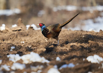 Tenebrosus pheasant in the forest