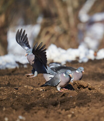 Fototapeta premium Wild pigeons foraging