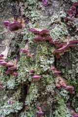 Polypore mushrooms on a dead tree trunk.