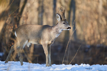 Roebuck in the early spring