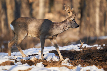Roebuck in the early spring