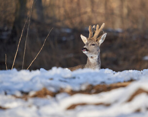 Roebuck in the early spring