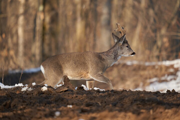 Roebuck in the early spring