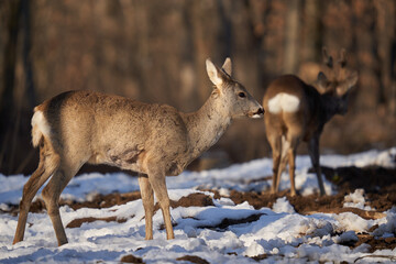 Couple of roebuck and female