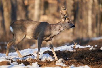 Roebuck in the early spring