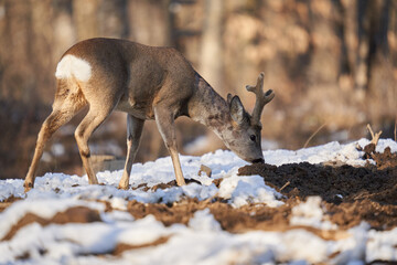 Roebuck in the early spring
