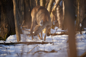 Female roe deer in the forest