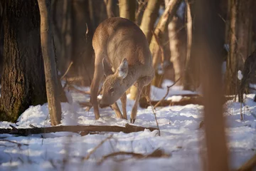 Fototapeten Female roe deer in the forest © Xalanx