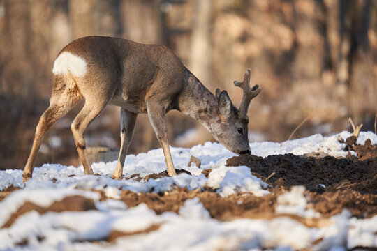 Roebuck In The Early Spring