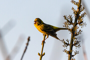 European Serin perched on a tree branch, singing