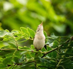 bird on a branch