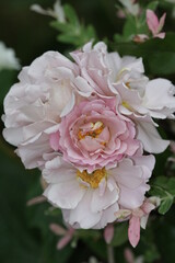 ラベンダーピノッキオ