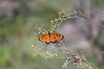 A yellow butterfly perched on intricate thorns 