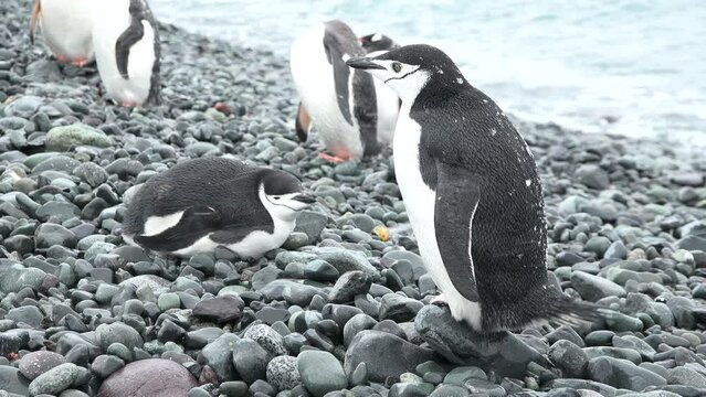 Antarctica. Penguins on the ocean. A group of Gentoo Penguins walking along the rocky shore of a penguin colony in the Antarctic peninsula.