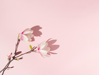 Branch of pink magnolia flowers with sharp shadow on pink background. Flat lay.