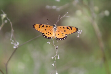 An orange butterfly perched on some thorns