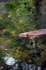un castor nage sur un lac