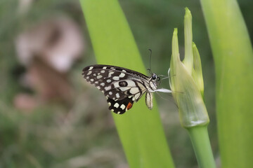 A yellow swallowtail butterfly perched on a flower