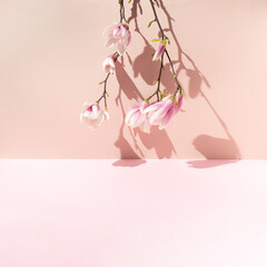 Branch of magnolia flowers set upside down against pink wall with sharp shadow.