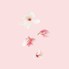 Spring background with falling pink magnolia flowers.
