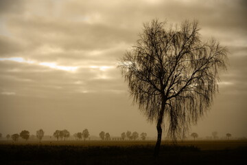 morning mood,morgenstimmung
