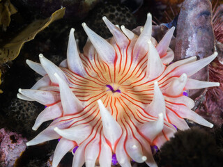 Close-up of a Violet-spotted anemone underwater (Anthopleura stephensoni) with a white body and tentacles and orange lines