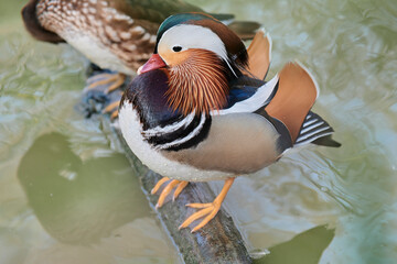 Duck with open wings on a pond. Duck flying over a pond. Duck with open wings. Wild duck. Wild Fauna