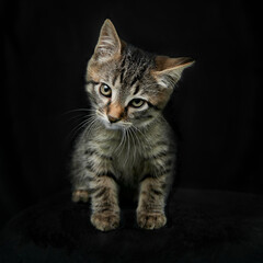 Handsome grey cat kitten, standing facing front. Looking straight at camera. Isolated on black background.
