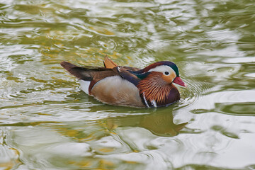 Duck with open wings on a pond. Duck flying over a pond. Duck with open wings. Wild duck. Wild Fauna