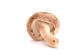 Fresh shiitake mushroom isolated on white background