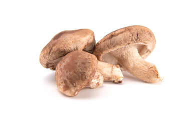 Fresh shiitake mushroom isolated on white background