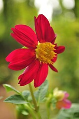 Red dahlia flower macro on blurred green background