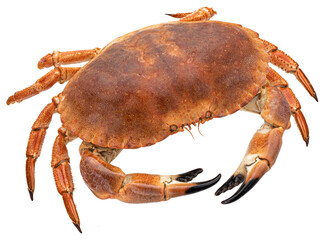 Cooked crab isolated on white background