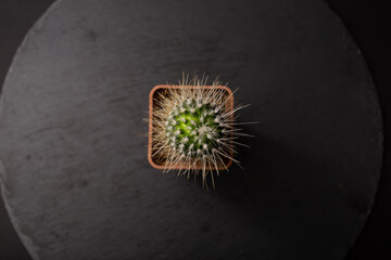 Cactus with large needles in a pot