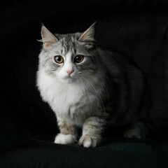 Norwegian Forest Cat, sitting in front of black background