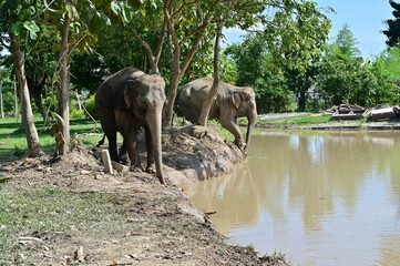 Thai elephants playing in the water, father and mother elephants because of the hot weather, Mae Sai District, Chiang Rai Province, Asia, Thailand