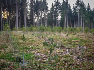 Wiederaufforstung im Mischwald durch anpflanzen von Jungbäumen