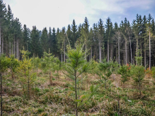 Wiederaufforstung im Mischwald durch anpflanzen von Jungbäumen