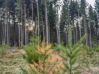 Wiederaufforstung im Mischwald durch anpflanzen von Jungbäumen
