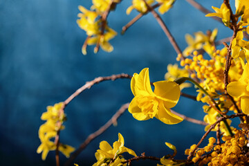 spring bouquet with narcissus and forsythia