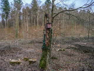 Frisch gerodete Waldfläche