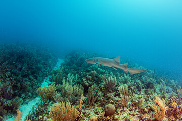 Fototapeta na wymiar Nurse shark during a scuba dive at Belize