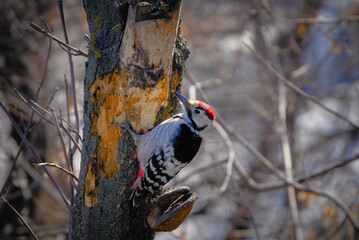 A woodpecker on a tree trunk. Forest bird close-up. A woodpecker has cleared the bark of a tree in search of insects. A woodpecker on the trunk of a tree forages for food.