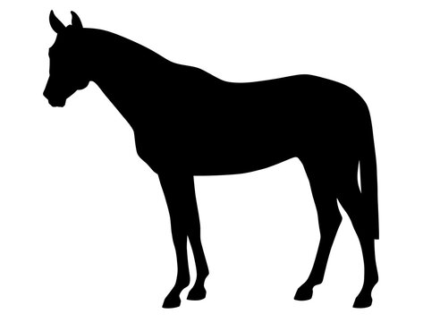Sports horse stands motionless. Vector silhouette on a white background for create a stencil