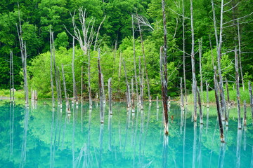 白金青い池。美瑛、北海道、日本。6月下旬。