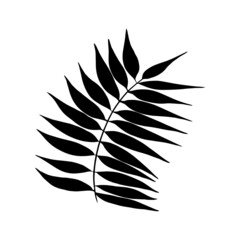 Hand drawn palm leaf, branch.
Vector illustration for  card, home decor. 
Hand drawn plant for decoration. 