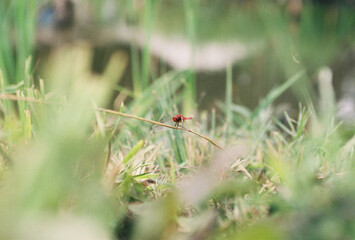 Dragonfly resting in grass on spring sunny day