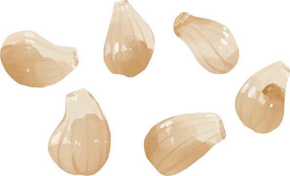 らっきょう Images Browse 956 Stock Photos Vectors And Video Adobe Stock