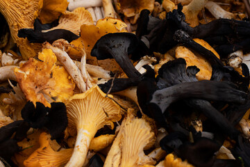 Mushrooms in the autumn. Wild edible mushrooms - both golden chanterelle (cantharellus cibarius) and black chanterelle (craterellus cornucopioides). Photo taken in the forest in Sweden.