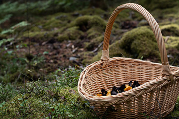 Fototapeta na wymiar Wild edible mushrooms in a basket in the forest. Both golden chanterelle (cantharellus cibarius) and black chanterelle (craterellus cornucopioides) mushrooms. Photo taken in Sweden.